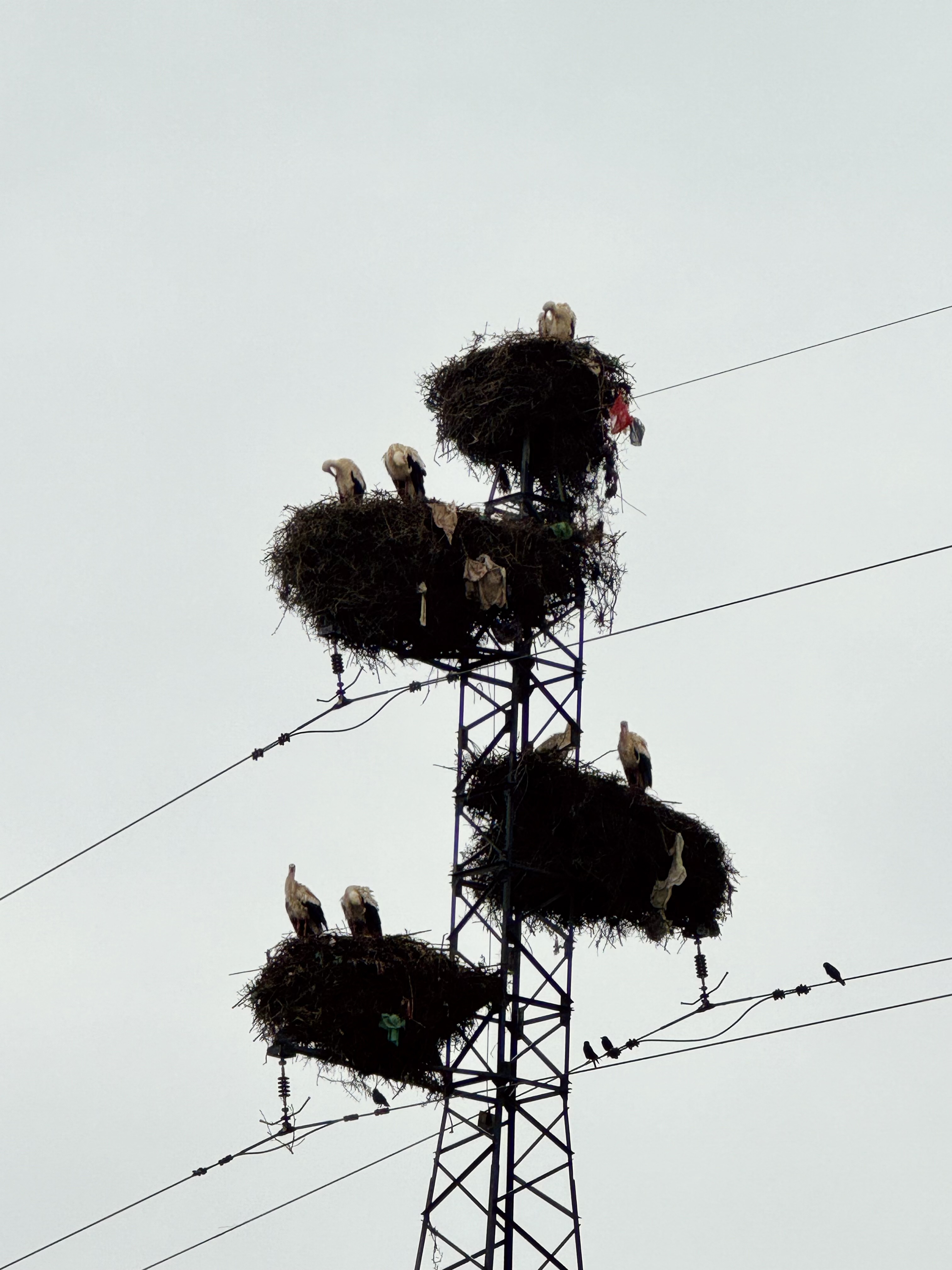 Stork nests on the power lines on the way out of Morocco